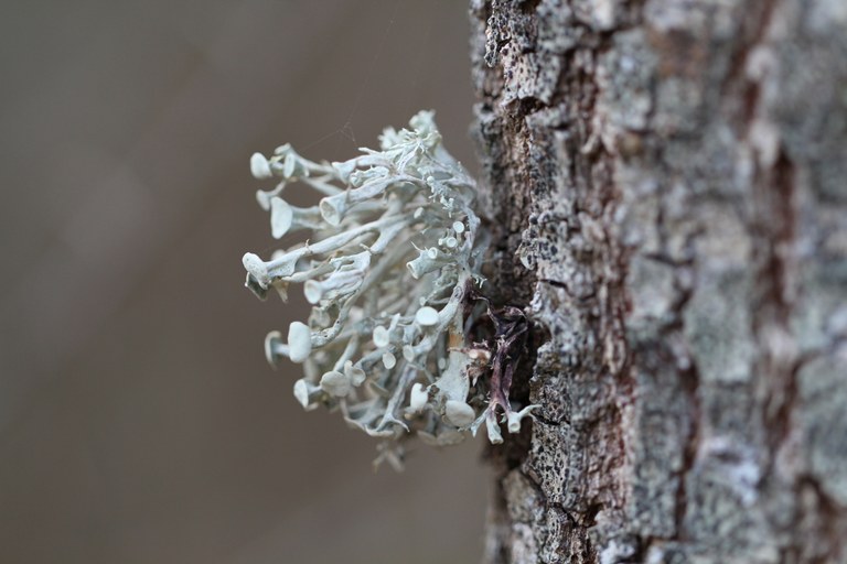 lichens deux caps