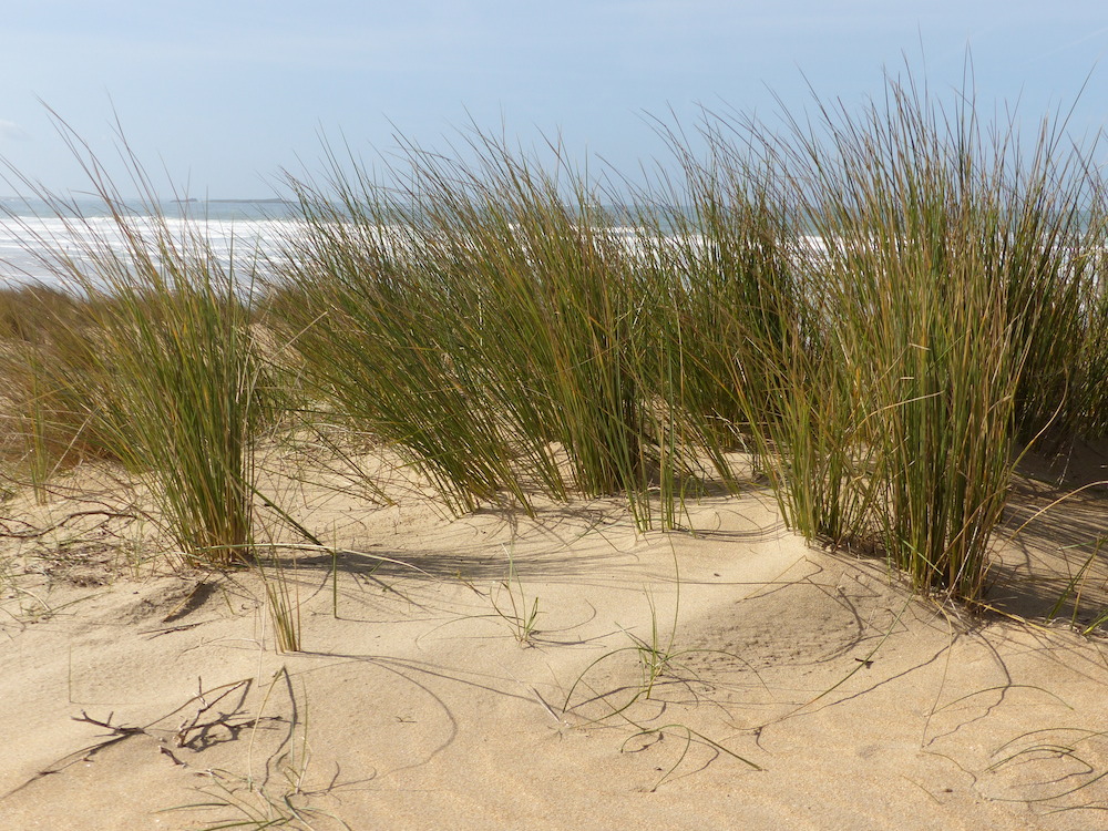 dunes sauvages gavres quiberon