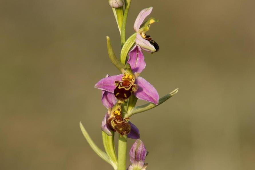 ophrys apifera ys 2 0
